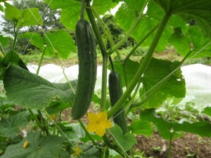 木なりきゅうり