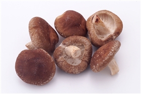 shiitake